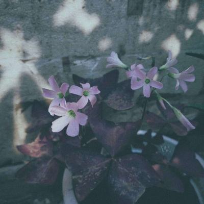 百姓官方彩票网站