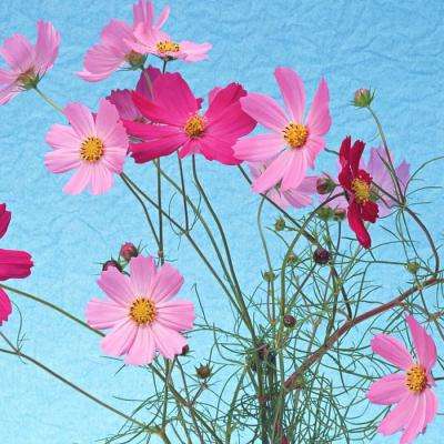 电玩城金鲨银鲨下载手机版